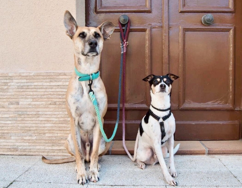 ROPE LEASH - SCARLETT